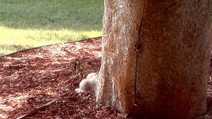 Фея Соблазнительница | Fairy Tale, с русским переводом